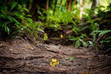 Close up of Tropical butterfly in the rainforest on the ground in the rainforest, Thailand.
