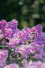Phlox flowers bloom in the garden
