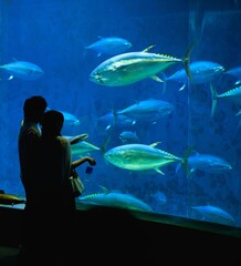 Fototapeta premium The silhouette of a person in an aquarium