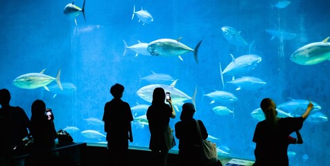 The silhouette of a person in an aquarium