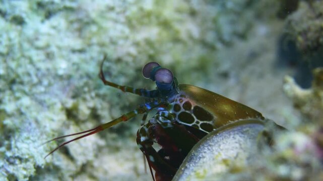 A colorful mantis shrimp poking its head out of the coral reef and searching in the underwater column.