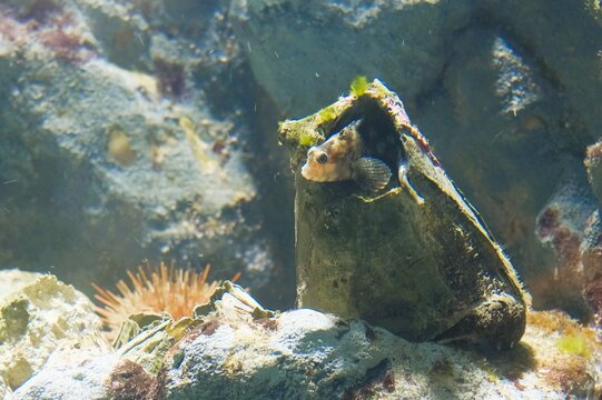 picoroco,Austromegabalanus psittacus in the Japanese Aquarium