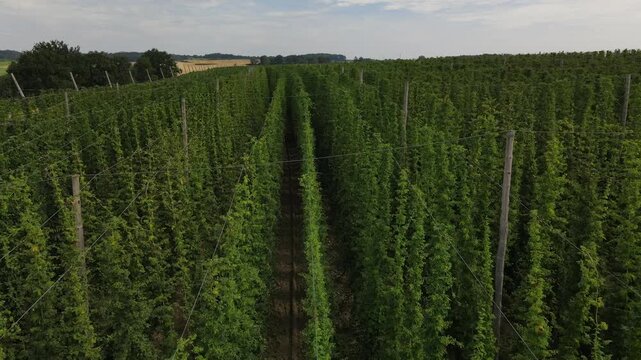 Fly from top along a Bavarian hops field during summer grow time and see the landscape from a different angle