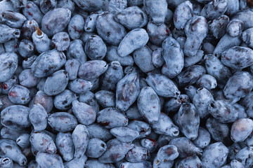 Macro blue honeysuckle berries for the full frame. Fresh harvest of bush crops