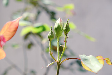 Plant lice covering rose buds. Plant diseases