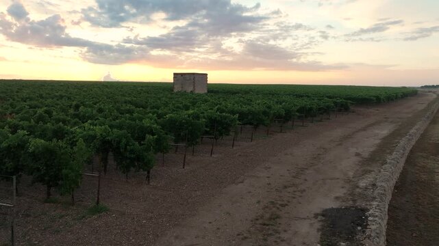 Vineyard at dawn 2