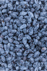 Blue honeysuckle berries for the full frame. Fresh harvest of bush crops