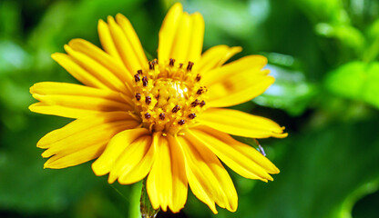 Pretty yellow creeping daisy flower, close-up of pollen yellow creeping daisy flower,  yellow creeping daisy flowers growing in spring