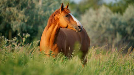 A chestnut horse with a white blaze stands in a field of tall green grass, its head turned towards the camera.