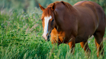 A beautiful chestnut horse with a white blaze on its face grazes peacefully in a lush green meadow.