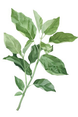 Fototapeta premium Vibrant Leaf Branch Illustration with Detailed Veins and Textured Green Leaves
