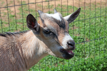 Head of cute little goat bleating on farm in summer closeup. Pets and breeding. 