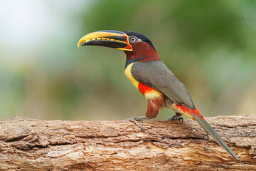 Chestnut-eared aracari (Pteroglossus castanotis)searching for food in the Pantanal region of Brazil
