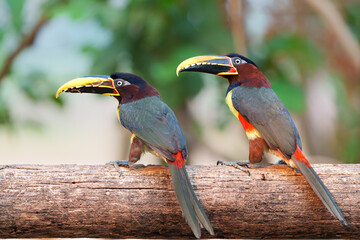 Chestnut-eared aracari (Pteroglossus castanotis)searching for food in the Pantanal region of Brazil