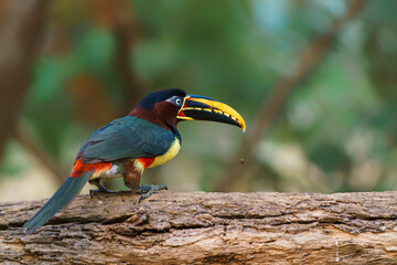 Chestnut-eared aracari (Pteroglossus castanotis)searching for food in the Pantanal region of Brazil