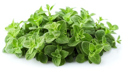 Fototapeta premium Fresh green oregano leaves isolated on white background.