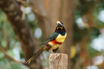 Fototapeta premium Chestnut-eared aracari (Pteroglossus castanotis)searching for food in the Pantanal region of Brazil