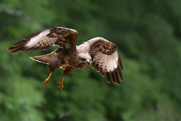 Common Buzzard (Buteo buteo) flying in the forest of Noord Brabant in the Netherlands.  Green forest 