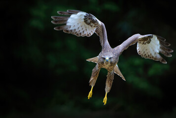 Common Buzzard (Buteo buteo) flying in the forest of Noord Brabant in the Netherlands.  Green forest 