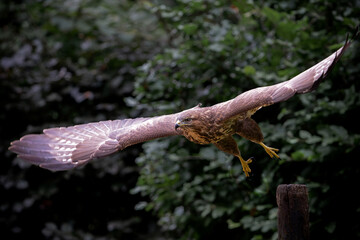Common Buzzard (Buteo buteo) flying in the forest of Noord Brabant in the Netherlands.  Green forest 