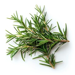 Fototapeta premium Fresh rosemary sprigs isolated on a white background. Aromatic herb used in cooking and medicine.