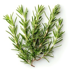 Fototapeta premium Fresh rosemary sprigs isolated on white background.