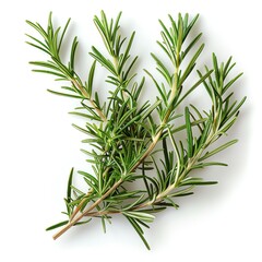 Fototapeta premium Fresh rosemary sprigs isolated on white background. Perfect for culinary or medicinal use.