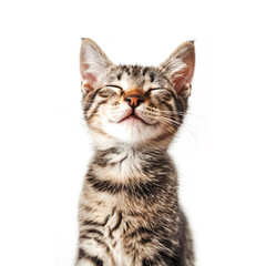 Fototapeta premium Tabby kitten looking and smiling sitting on a white background. Cat portrait. Cryptocurrency