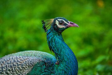 Naklejka premium close up of peacock