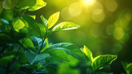Obraz premium Photosynthetic Efficiency: Measures how effectively light energy is converted into chemical energy during photosynthesis, indicating the efficiency of energy capture and conversion in plants. 