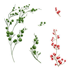 Green and red berries on a branch. Watercolor illustrations. Christmas and autumn berries isolated on a white background. Suitable for festivals, winter, spring, summer invitations or greeting cards.