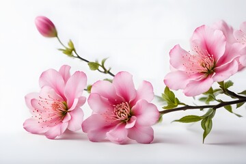 Fototapeta premium Chinese pink flowers on white background, AI Generated
