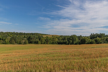 Fototapeta premium beautiful landscape, a mowed yellow field, a strip of trees and a blue sky