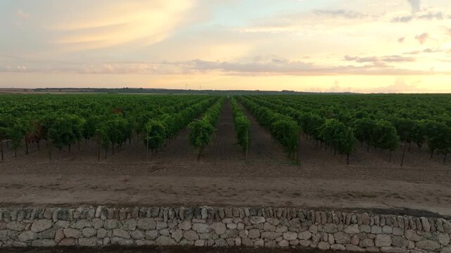 Vineyard at dawn 1