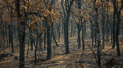 Obraz premium Coniferous Forest: Woodlands where cone-bearing evergreen trees, like firs and pines, dominate the landscape, providing habitat in cold and temperate zones. 