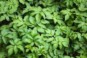 Aegopodium green leaves, natural background photo