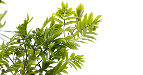Fototapeta premium Rowan tree branches with green leaves isolated on white background