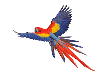 Colorful flying Scarlet Macaw parrot isolated on transparent background png file