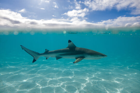 Tibur&oacute;n de coral en el Oc&eacute;ano Pac&iacute;fico