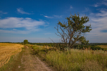 the road through endless meadows, a mowed field, harvested crops and a tree by the road