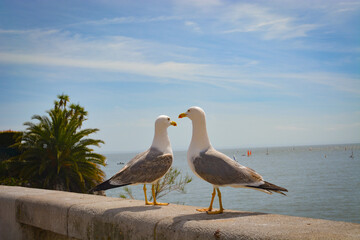 Seagulls in the beach of the beautiful village of Cascais in Portugal