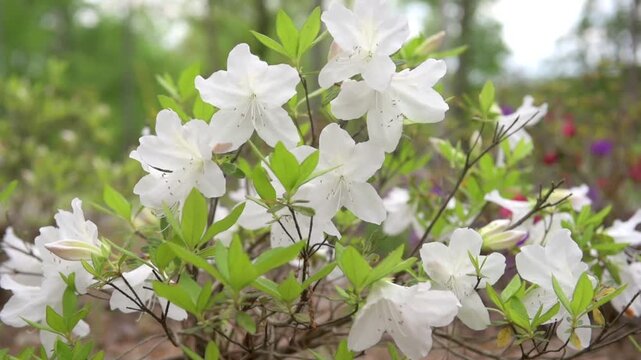 Azalea Alba Magnifica Is Blooming in the Garden