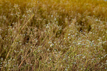 background floral image, yellow grass, small white flowers, plant texture