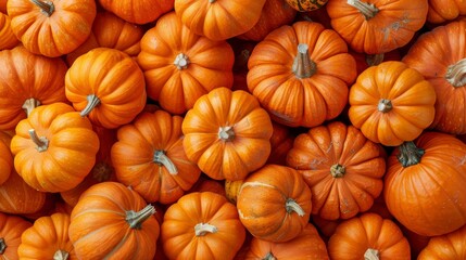 fresh pumpkin with a view above