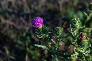 thorn with pink flowers, thistle, floral background, beautiful bokeh