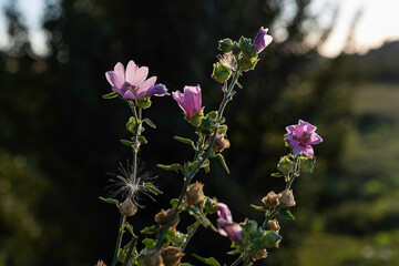 pink flowers in the rays of the sun, dark background, shallow depth of field, backlight, summer, cobwebs