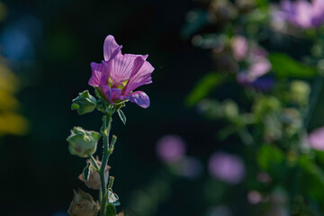 Obraz premium pink flower in contrast sunlight, summer evening in nature, beautiful postcard