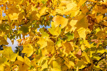 Yellow autumn leaves on tree branches with blue sky in the background