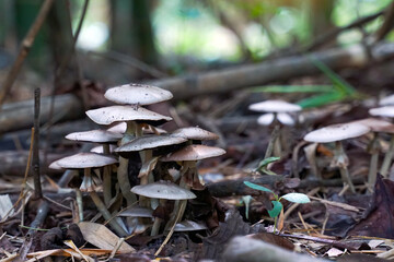 Clusters of poisonous mushrooms grow beneath the base of the bamboo forest. It is a mushroom that can be fatal if eaten.