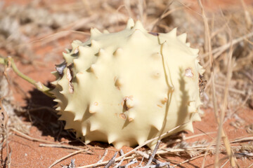 A Gemsbok cucumber (Acanthosicyos naudinianus), a valuable source of food for humans and wild...